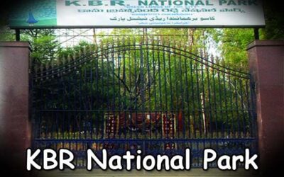KBR Park Hyderabad: The Peaceful Green Escape You Didn’t Know You Needed